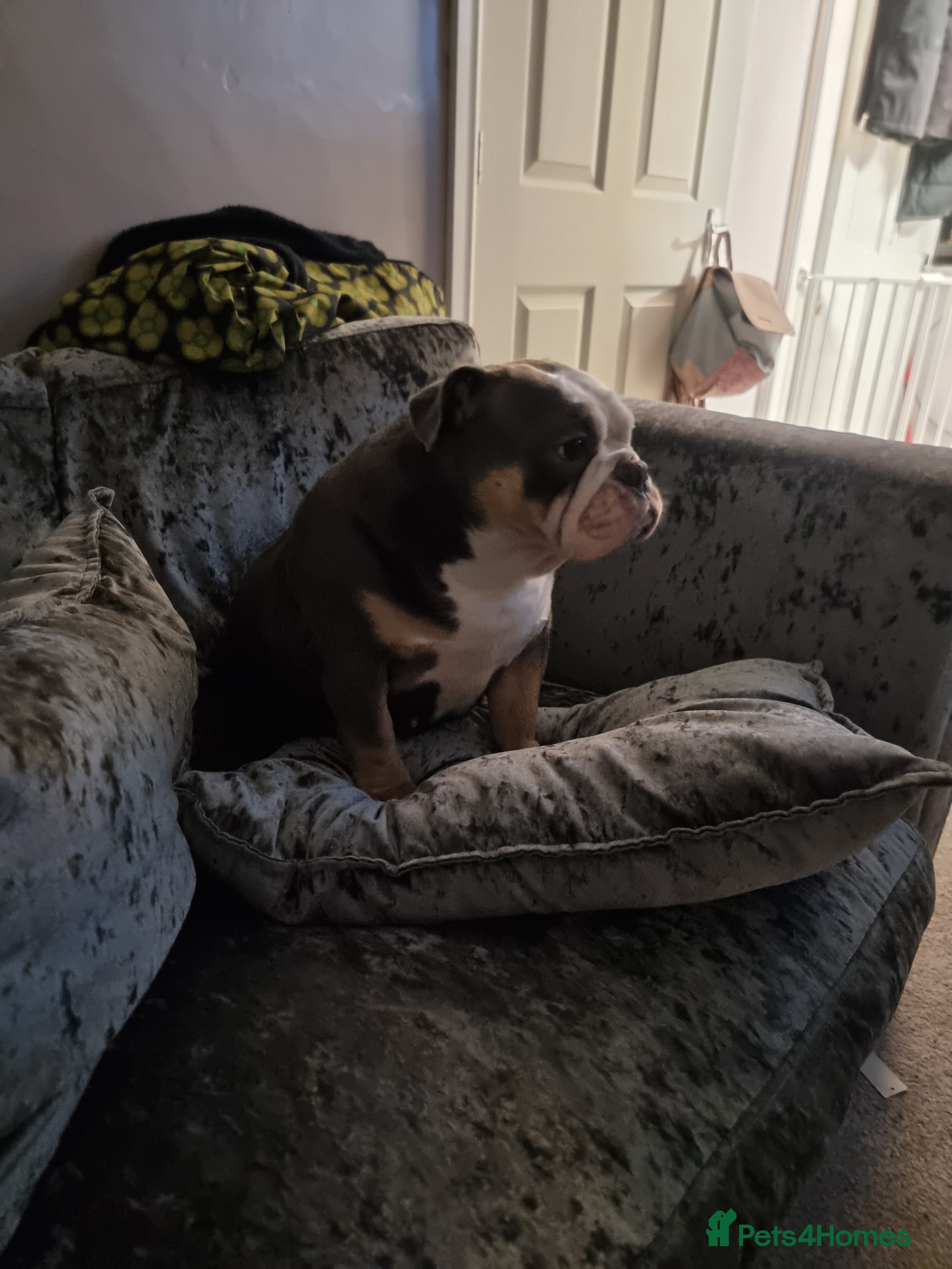 English Bulldog dogs 3 year old British bulldog  - Advert 3