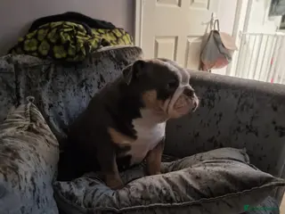 English Bulldog dogs 3 year old British bulldog - Advert 3