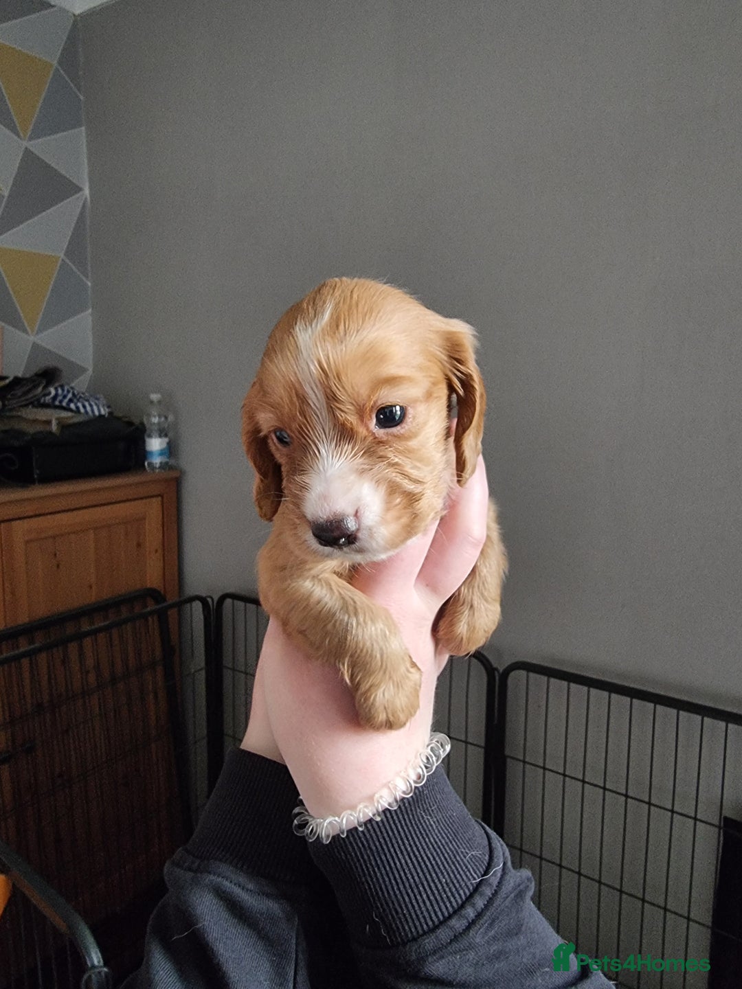 Cocker Spaniel dogs for sale: Boy cocker spaniel  - Image 2