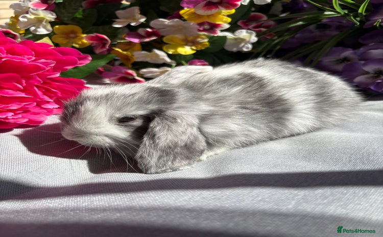 Mini Lop rabbits - Advert 11