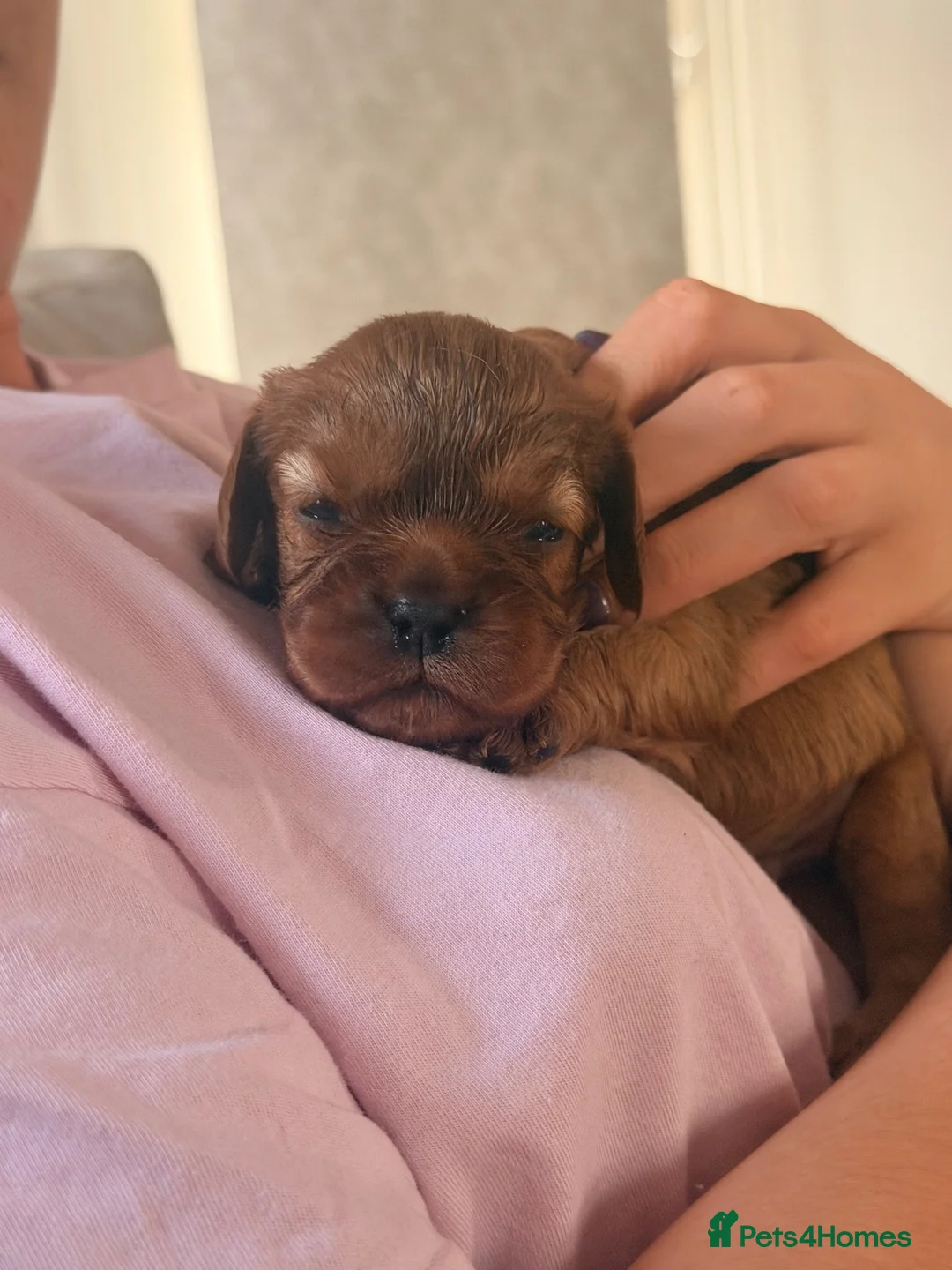 Cavalier King Charles Spaniel dogs for sale: Ruby red King Charles Cavalier - Advert 5