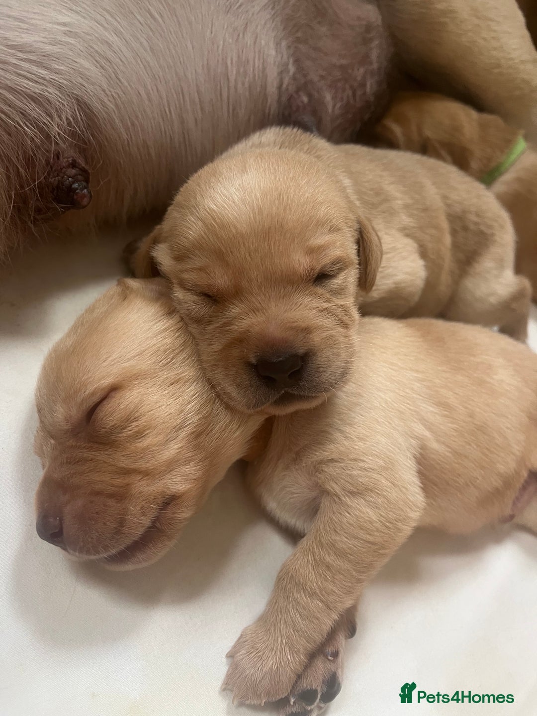 Labrador Retriever dogs for sale: Fox Red / yellow Labrador puppies for sale - Image 7