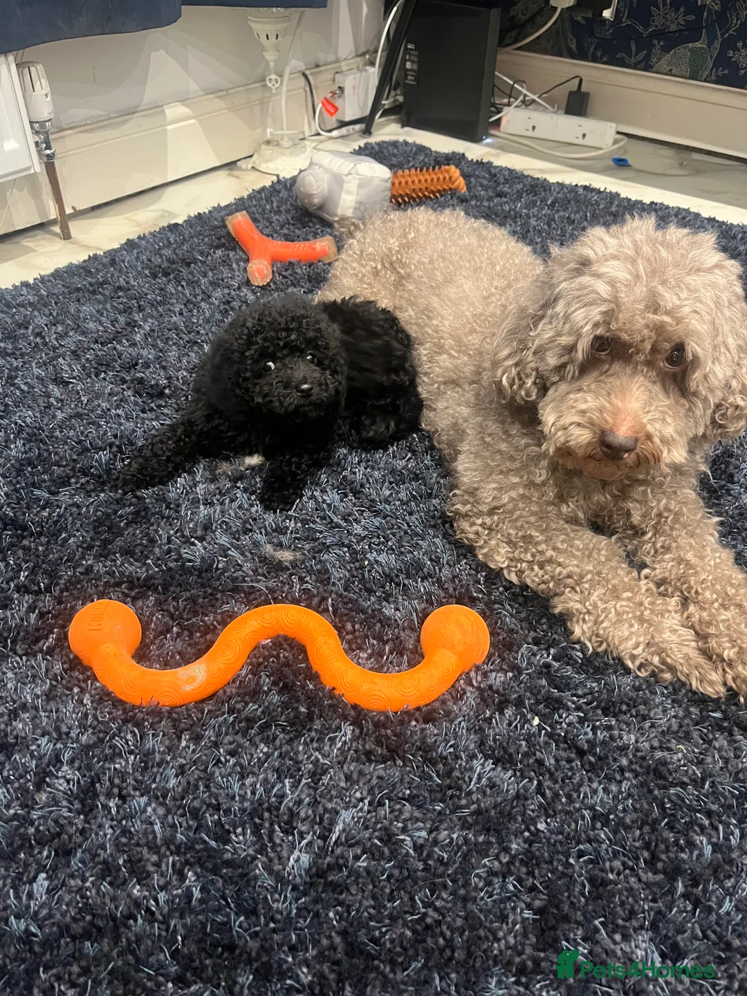 Miniature Poodle dogs for sale: Miniature Poodles!!! with 400 Health Tests!!! - Advert 22