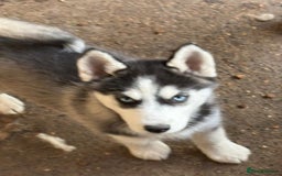 Siberian Husky dogs for sale: Siberian puppy  - Image 4