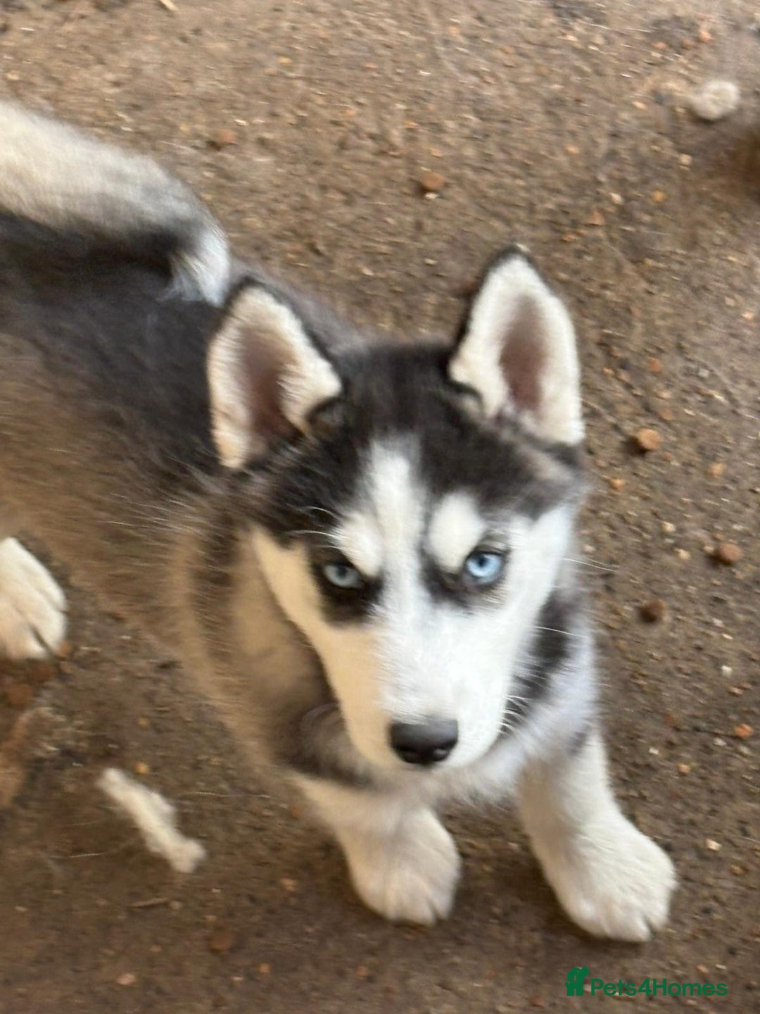 Siberian Husky dogs for sale: Siberian puppy  - Image 4