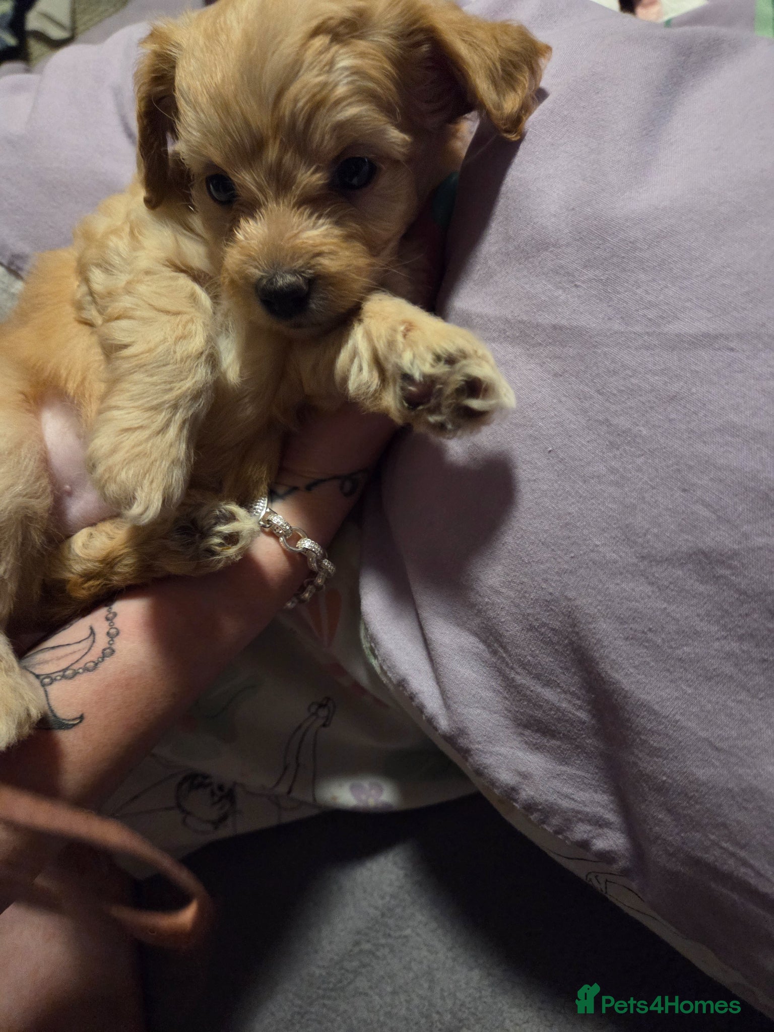 Chipoo dogs for sale:  Chihuahua x miniature poodles  in Leicester - Advert 19
