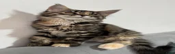 Maine Coon cats for sale: ⭐️Stunning Brown Torbie White Tabby Maine Coon - Advert 3