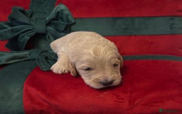 Cockapoo dogs for sale: ⭐️OUTSTANDING, HIGH QUALITY Cockapoo F1B Puppies⭐️ - Advert 35