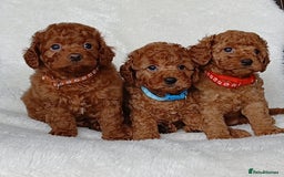 Cavapoo dogs for sale: Exquisite F1B Cavapoo Puppies - Image 3