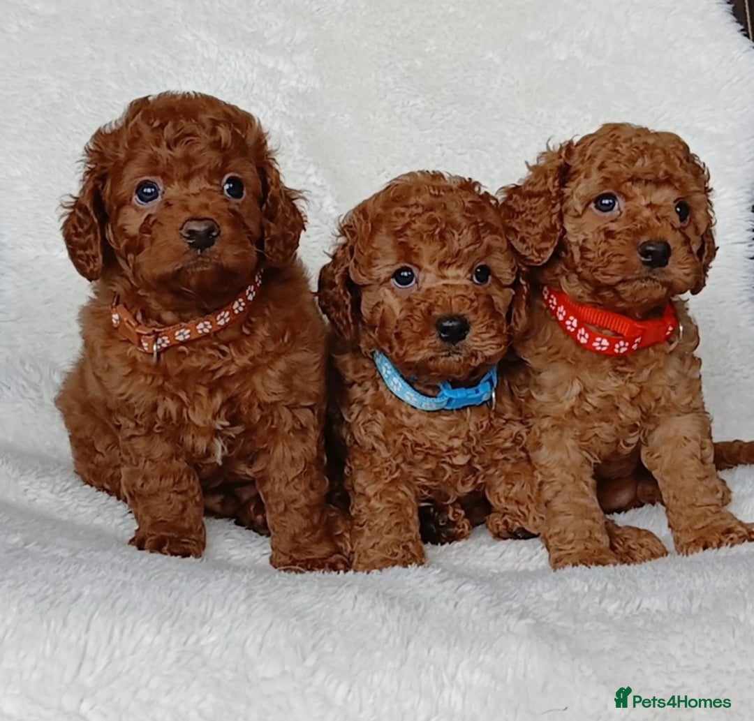 Cavapoo dogs for sale: Exquisite F1B Cavapoo Puppies - Image 3