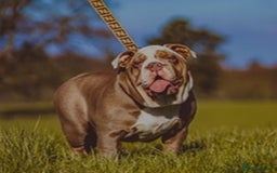 English Bulldog dogs for sale: English bulldog pups for sale  - Image 4