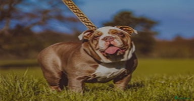 English Bulldog dogs - Advert 6