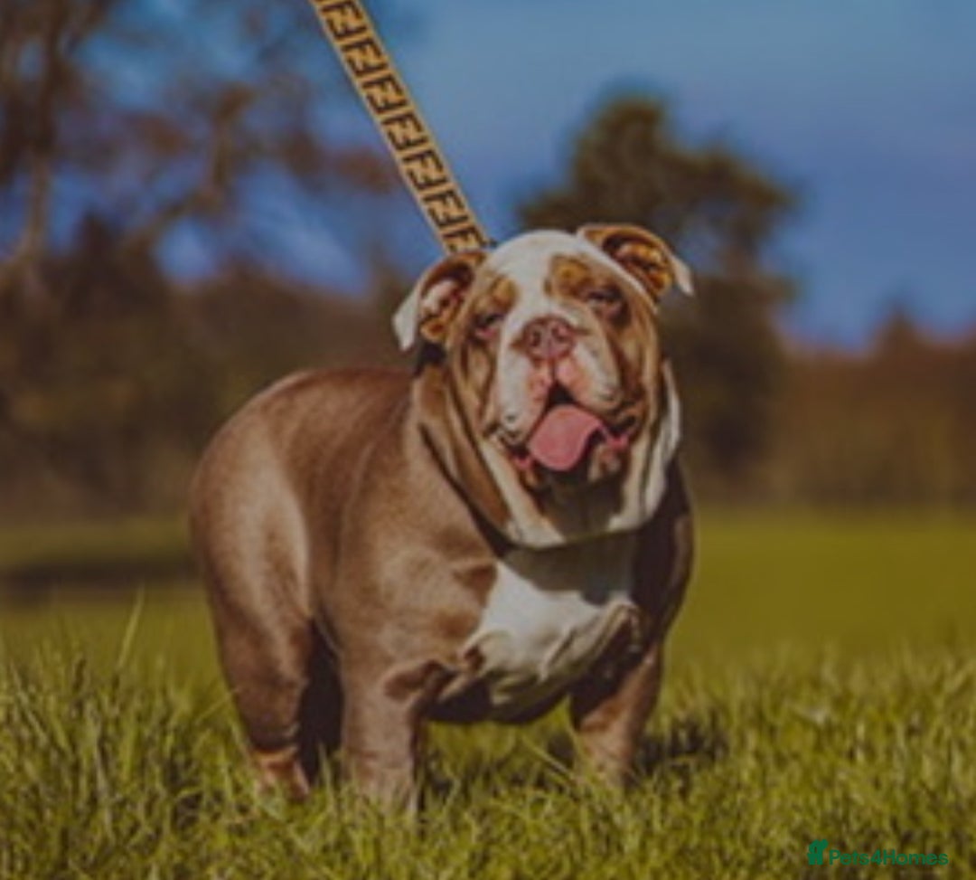 English Bulldog dogs for sale: English bulldog pups for sale  - Image 4