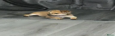 Chihuahua 1