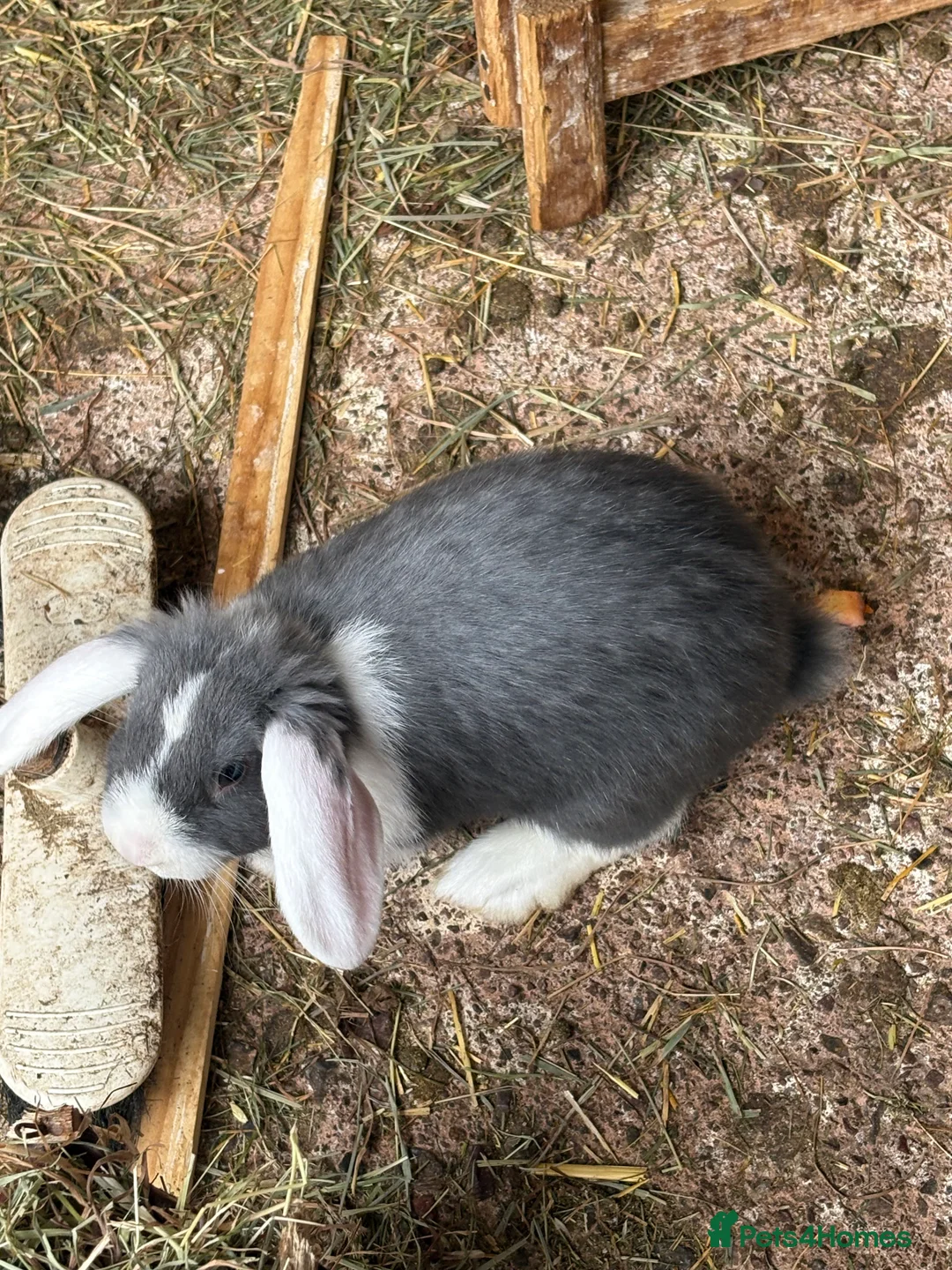Mini Lop rabbits for sale: Vaccinated/raised indoors, mini lops and lion lop  - Advert 17