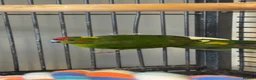 Mixed Breed birds for sale: Male and female and 5ft standing cage  in Mansfield - Advert 7