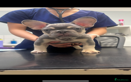 French Bulldog dogs for sale: REDUCED - FINAL 3 FRENCH BULLDOG PUPPIES - Advert 4