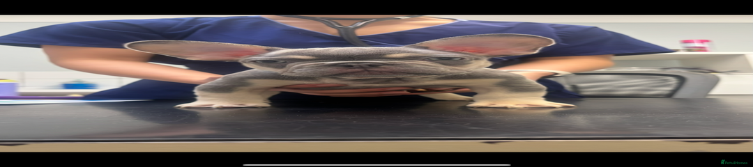 REDUCED - Lilac Platinum & Cream Boy