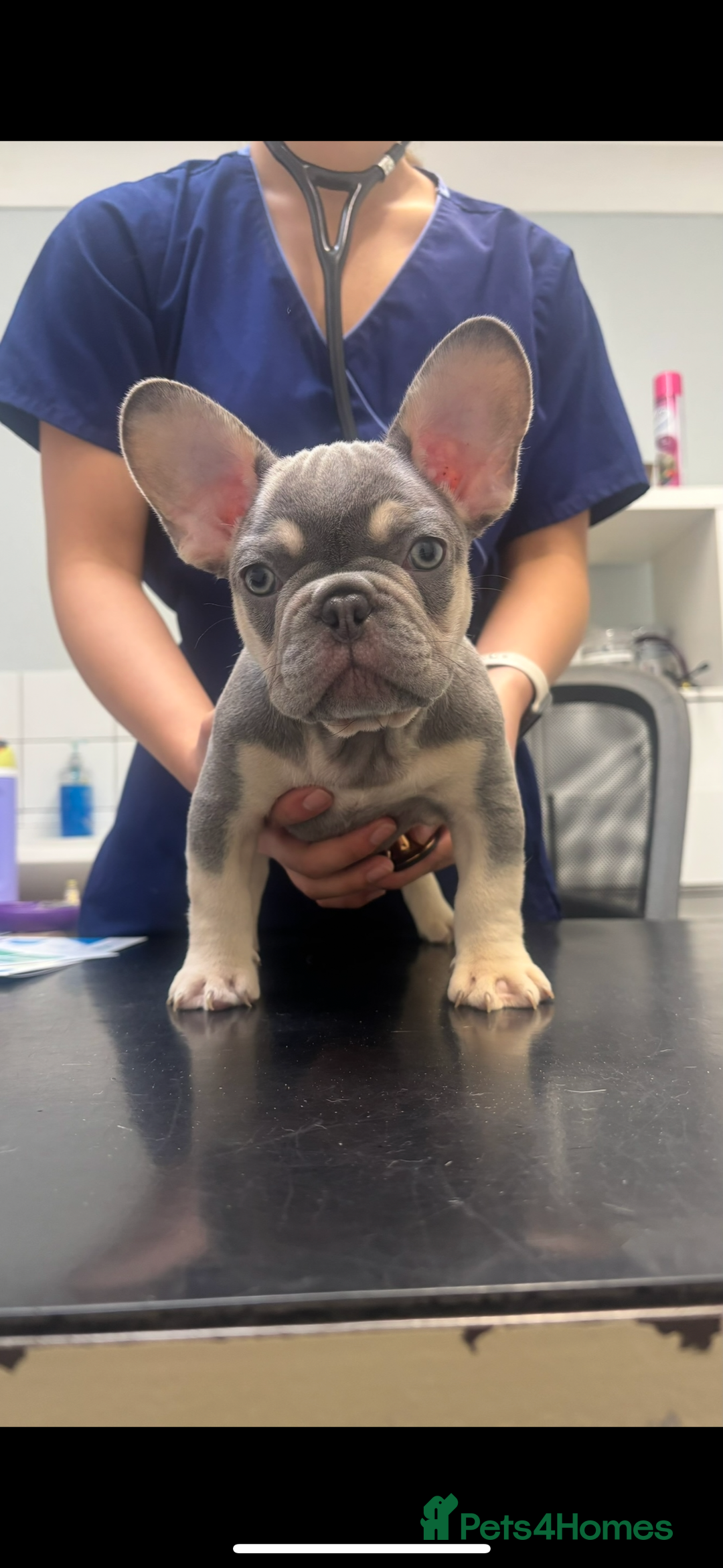 French Bulldog dogs for sale: REDUCED - FINAL 3 FRENCH BULLDOG PUPPIES - Advert 4