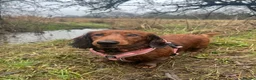 Dachshund dogs for sale: MOCHI, 2 years old Female dachshund for rehome  - Advert 1