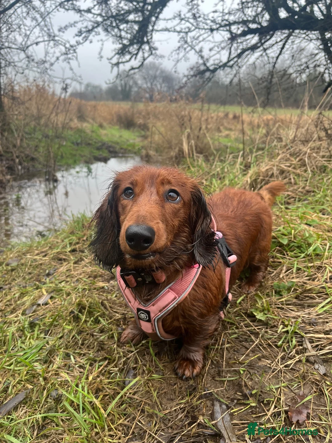 Dachshund dogs for sale: MOCHI, 2 years old Female dachshund for rehome  - Advert 1