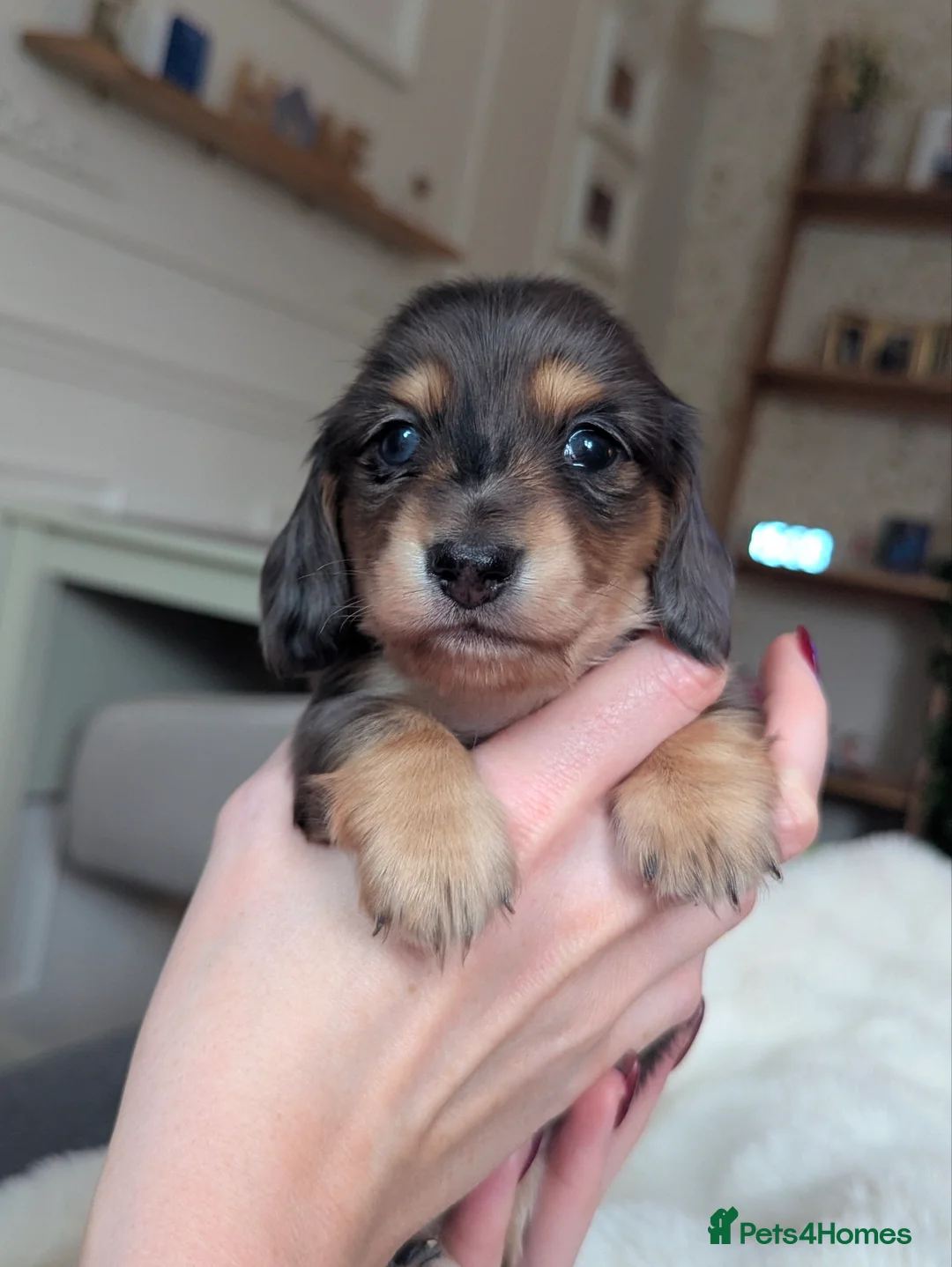 Miniature Dachshund dogs for sale: ♥️ KC Registered Long Haired Black & Cream dapples - Advert 2