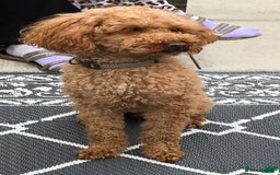 Cockapoo dogs for sale: Quality F1 Cockapoos  - Image 9