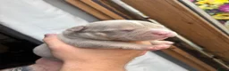 American Bully dogs for sale: Pocket bully  - Advert 25