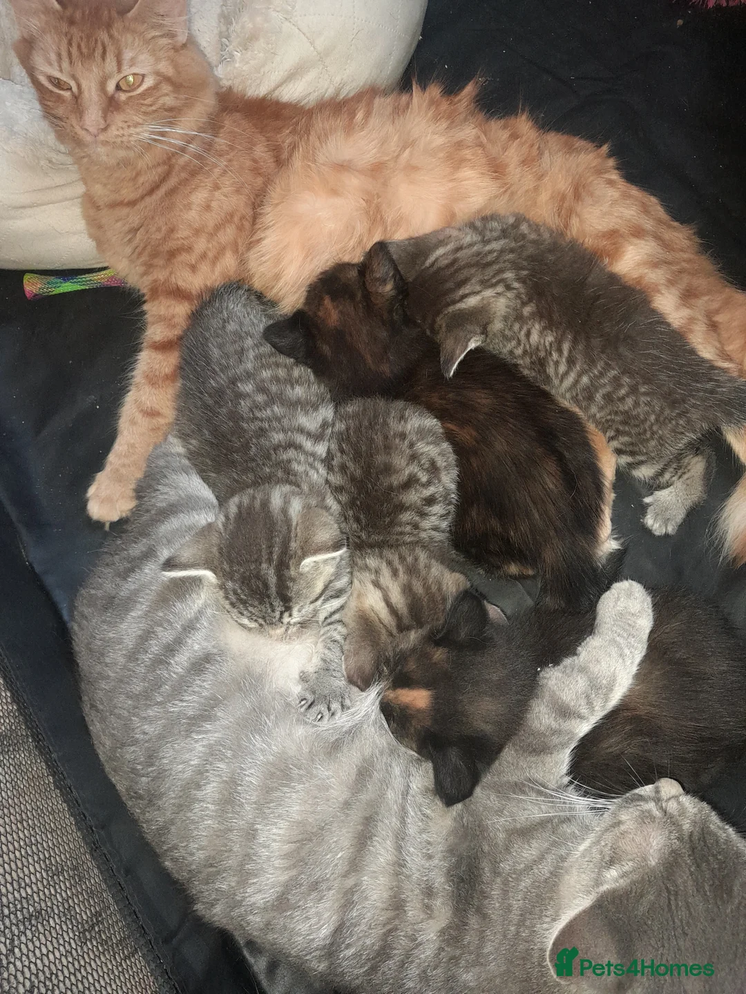 Mixed Breed cats for sale: Grey tabby tortie kittens - Advert 2