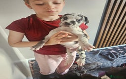 Great Dane dogs for sale: Great dane puppies  - Image 26