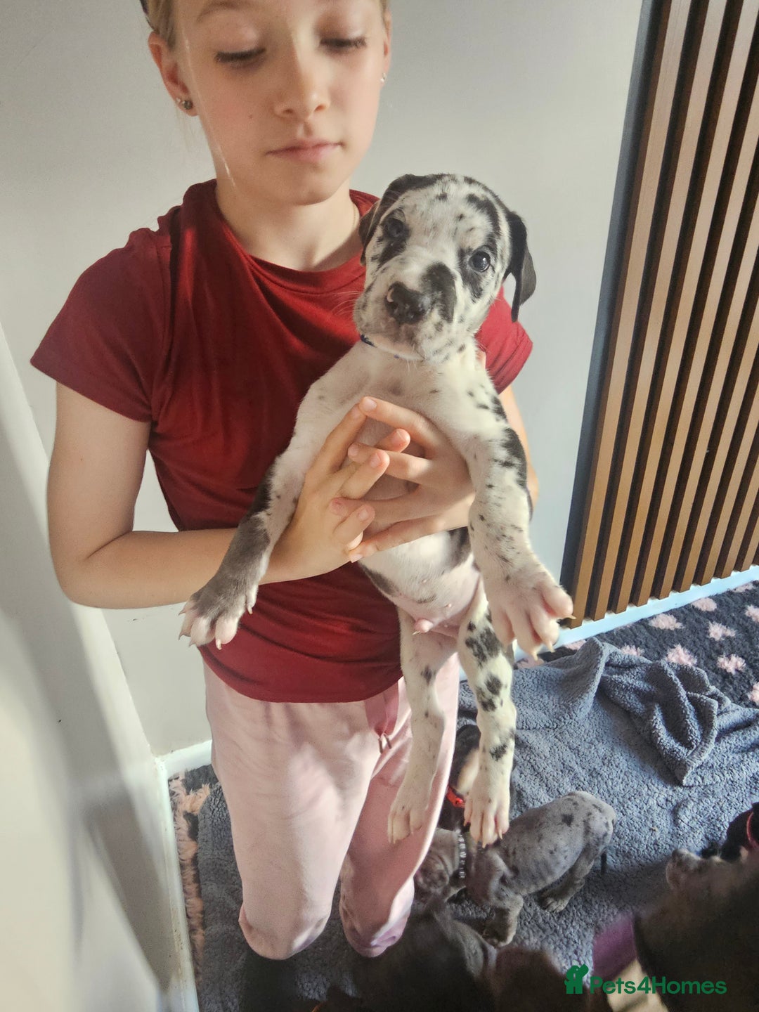 Great Dane dogs for sale: Great dane puppies  - Image 26