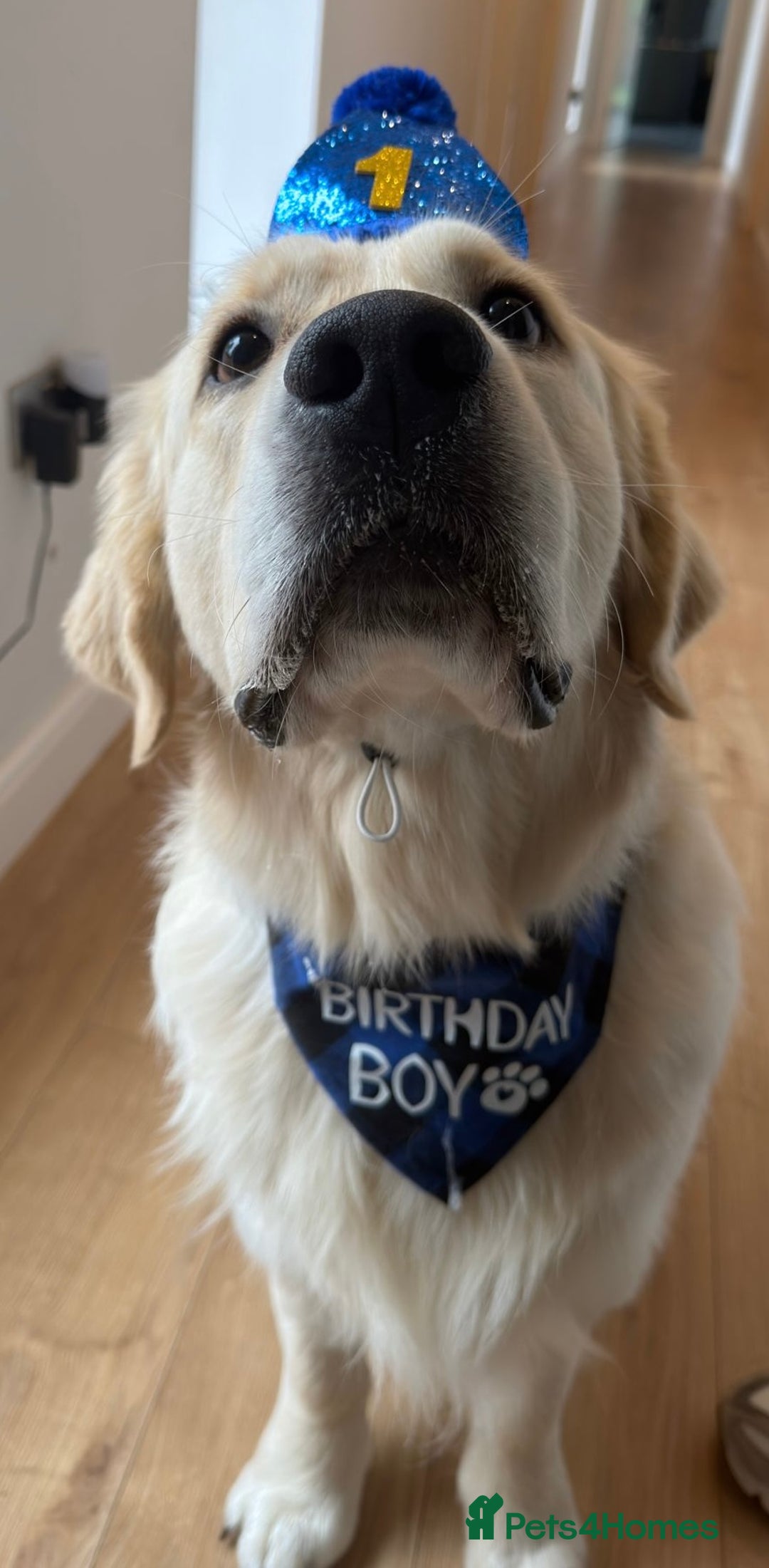 Golden Retriever dogs for stud: ORLAGOLD MAJOR TOM (Ziggy) - Advert 6