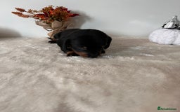 Dachshund dogs for sale: Beautiful Standard Dachshund Puppies  - Image 8