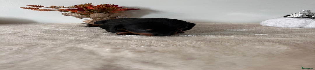 Dachshund Puppy 5