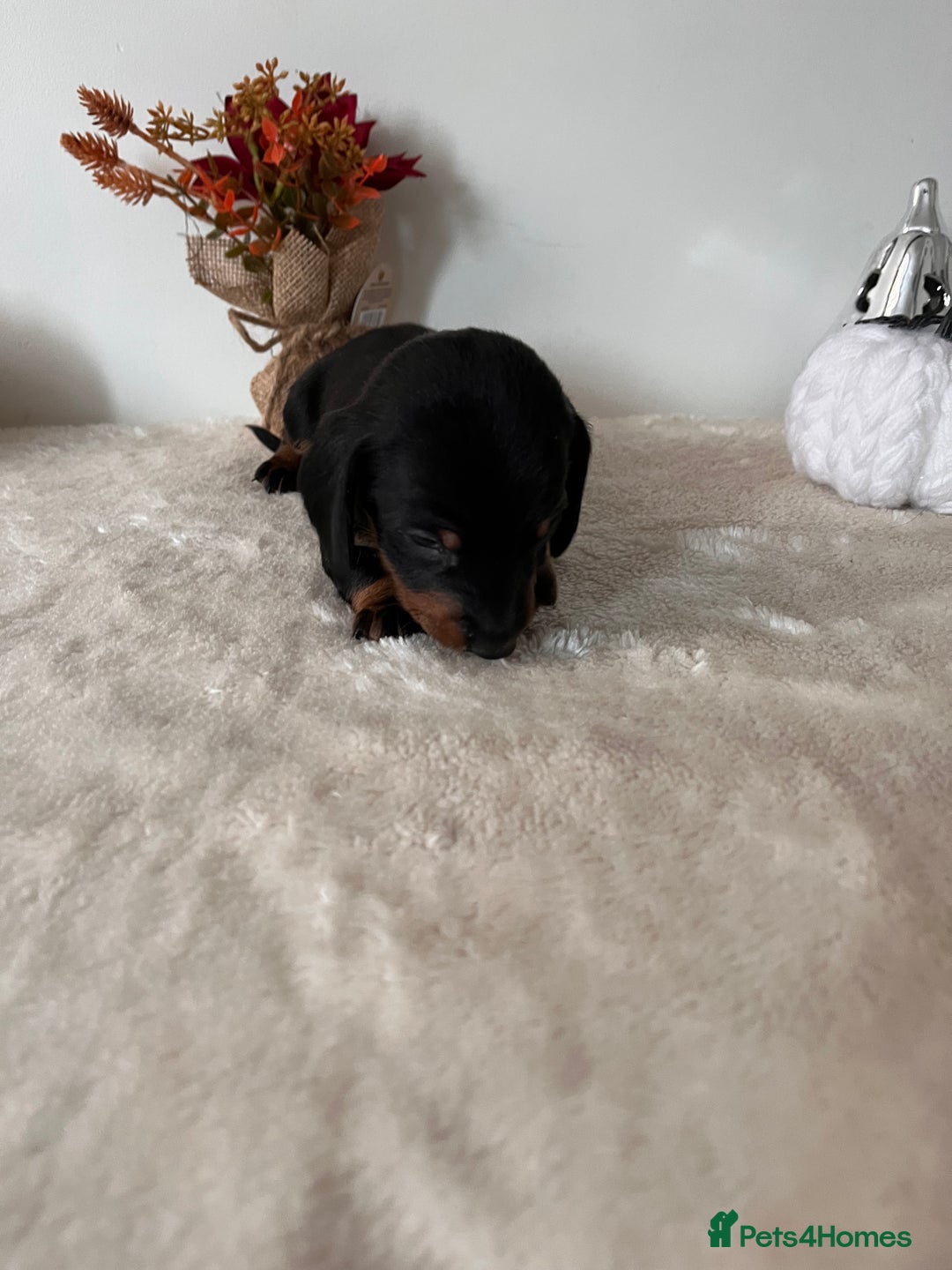 Dachshund dogs for sale: Beautiful Standard Dachshund Puppies  - Image 8