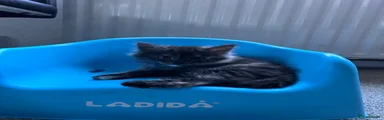 British Longhair 2