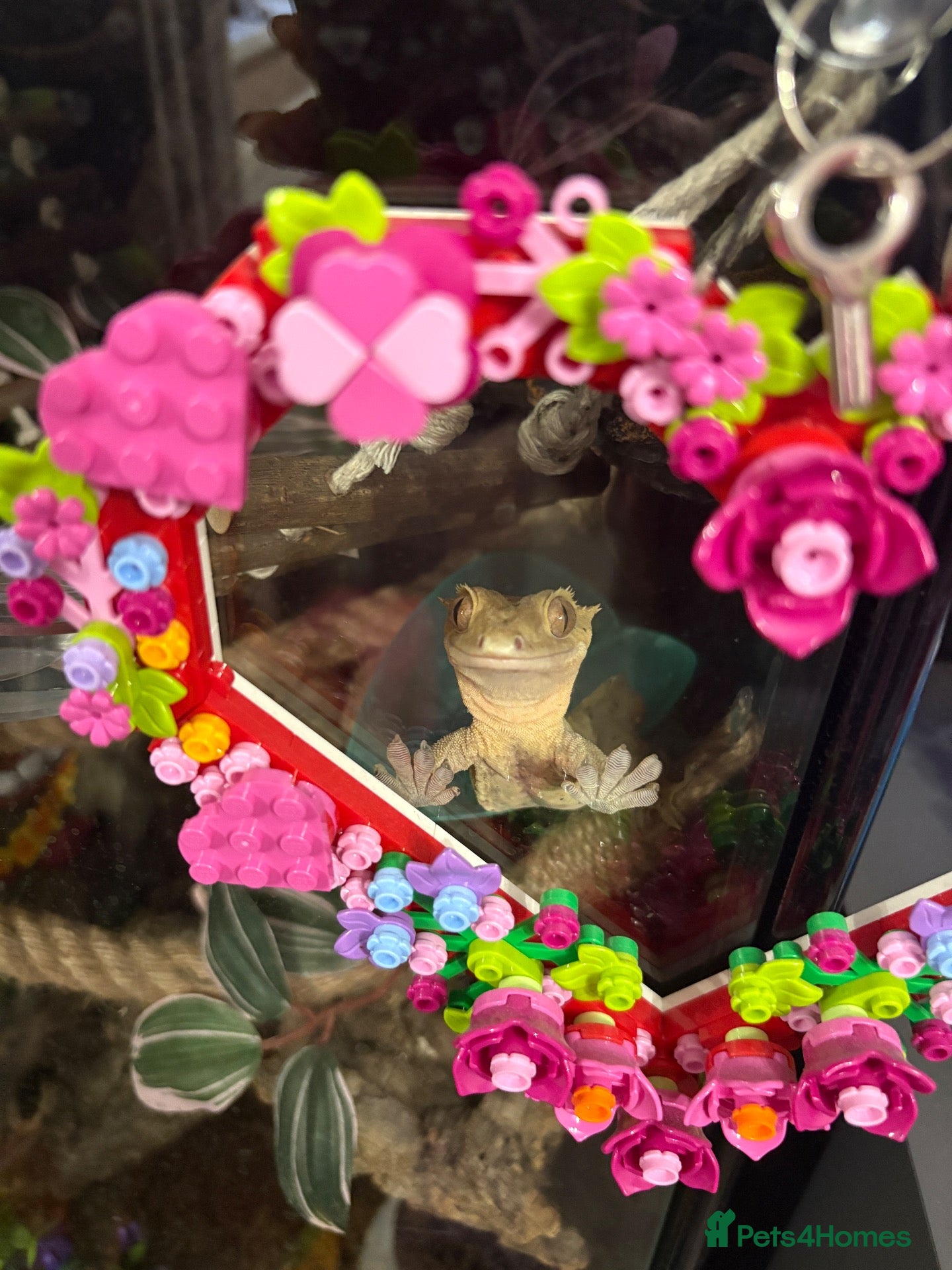 Gecko reptiles 2 year old Male Crested Gecko with Full Set Up - Advert 1