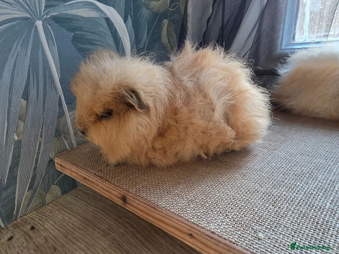 Guinea Pig rodents for sale: 2 Swiss Guinea pigs brothers in Great Yarmouth - Advert 2