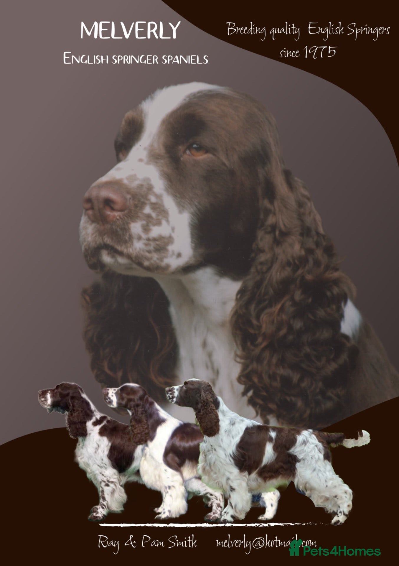 English Springer Spaniel dogs Show bred English Springer Spaniel puppies - Advert 2