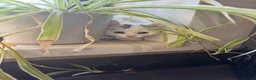 Mixed Breed cats for sale: Kittens for sale  - Advert 14