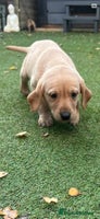 Labrador Retriever dogs Beautiful Labradors. Ready in December - Advert 1