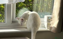 British Shorthair cats for sale: 2 beautiful kittens. Indoor only. Ideal go 2gether - Image 14