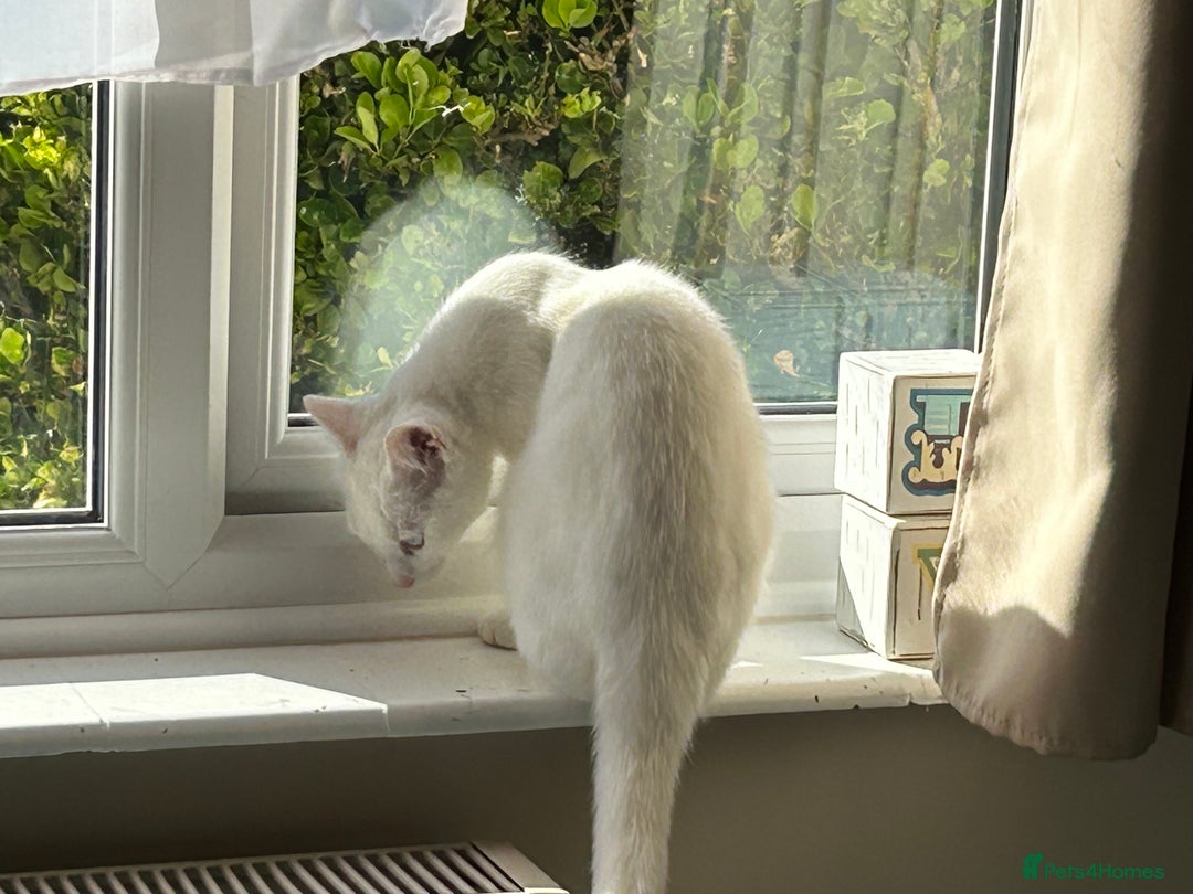 British Shorthair cats for sale: 2 beautiful kittens. Indoor only. Ideal go 2gether - Image 14
