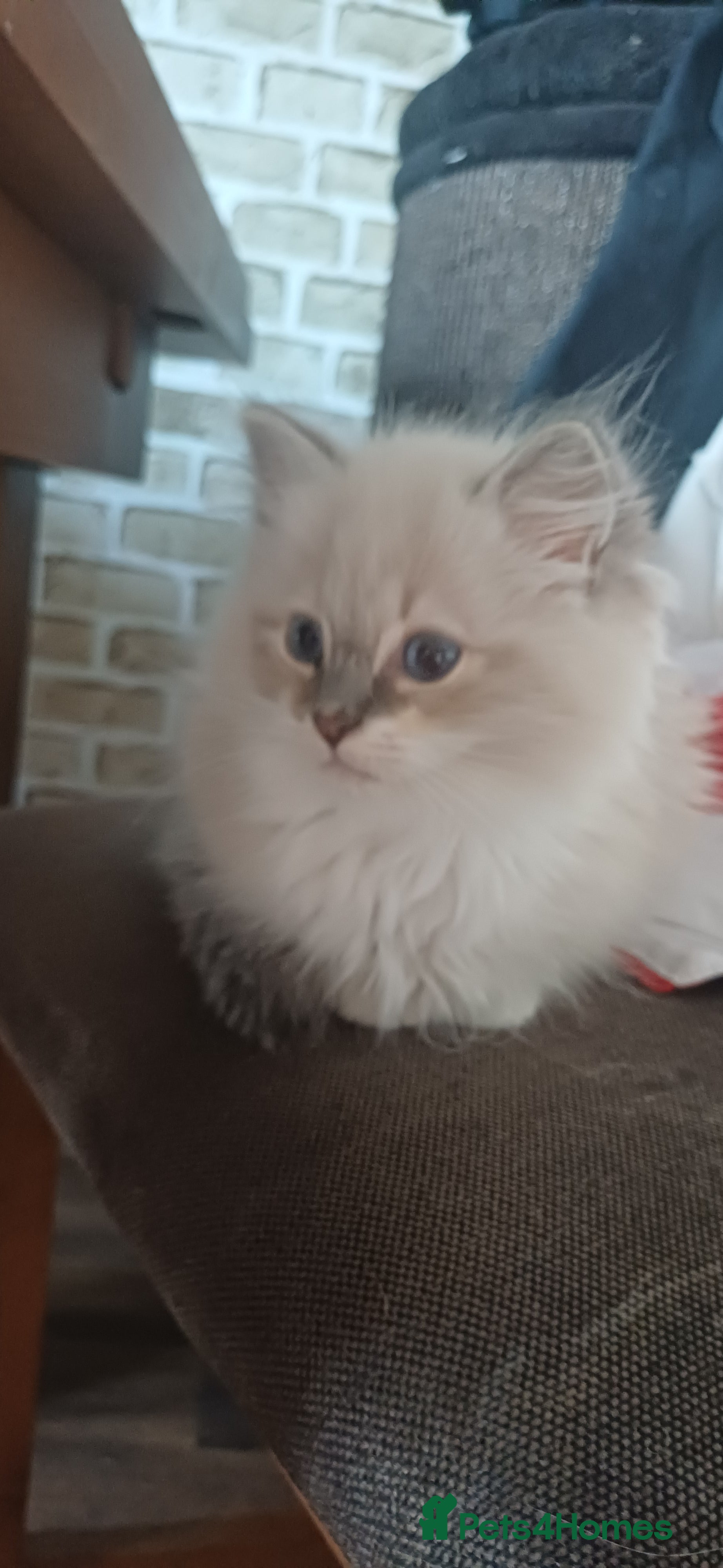 Ragdoll cats Beautiful litter available  - Advert 1