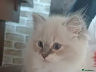 Ragdoll cats Beautiful litter available - Advert 2