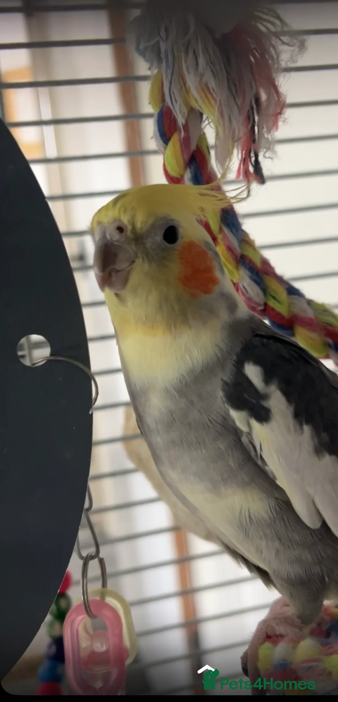 Cockatiels birds for sale: cockatiel for sale with cage  - Advert 2