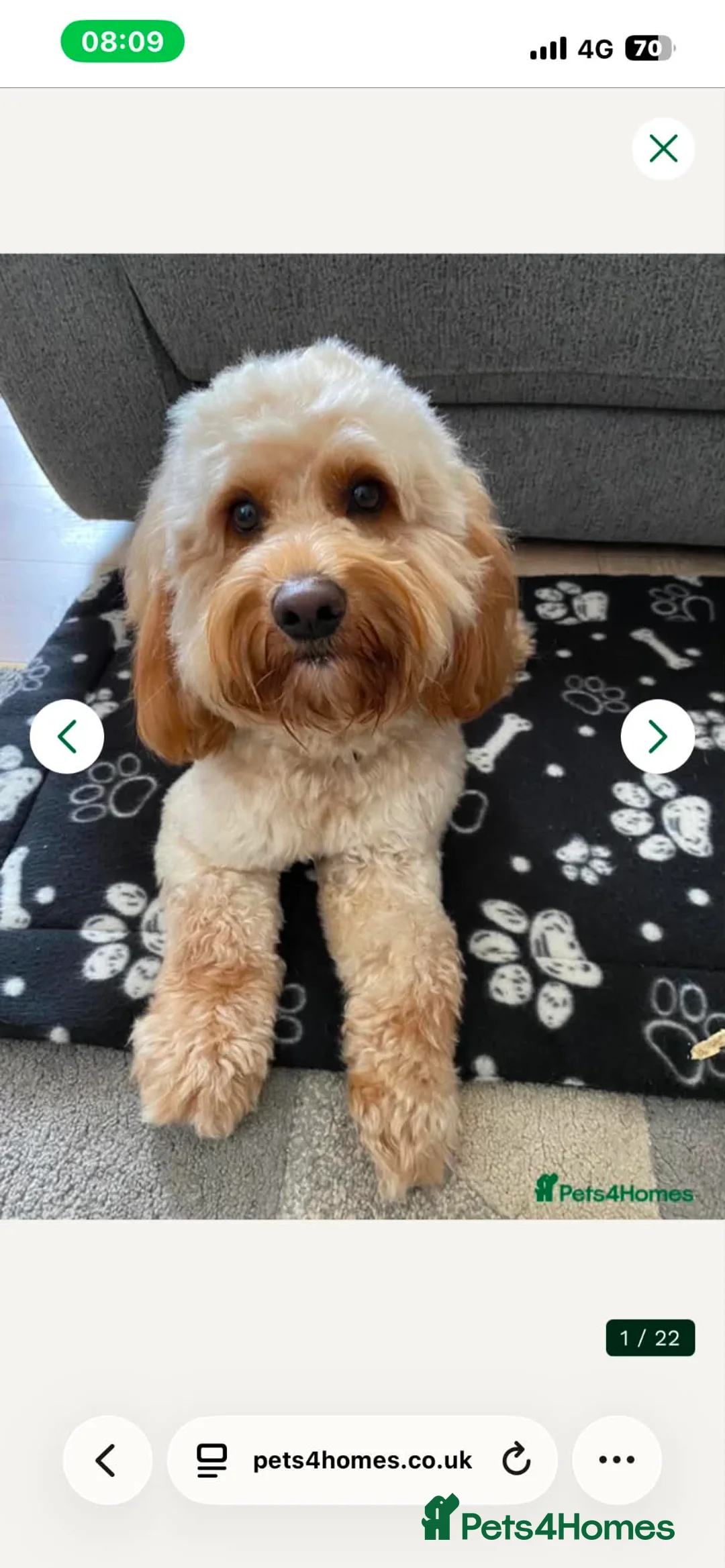 Cockapoo dogs for sale: F2 cockapoo puppies in Boldon Colliery - Advert 2
