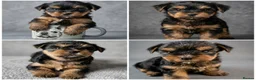 Yorkshire Terrier dogs for sale: Miniature Yorkshire Terrier  - Advert 13