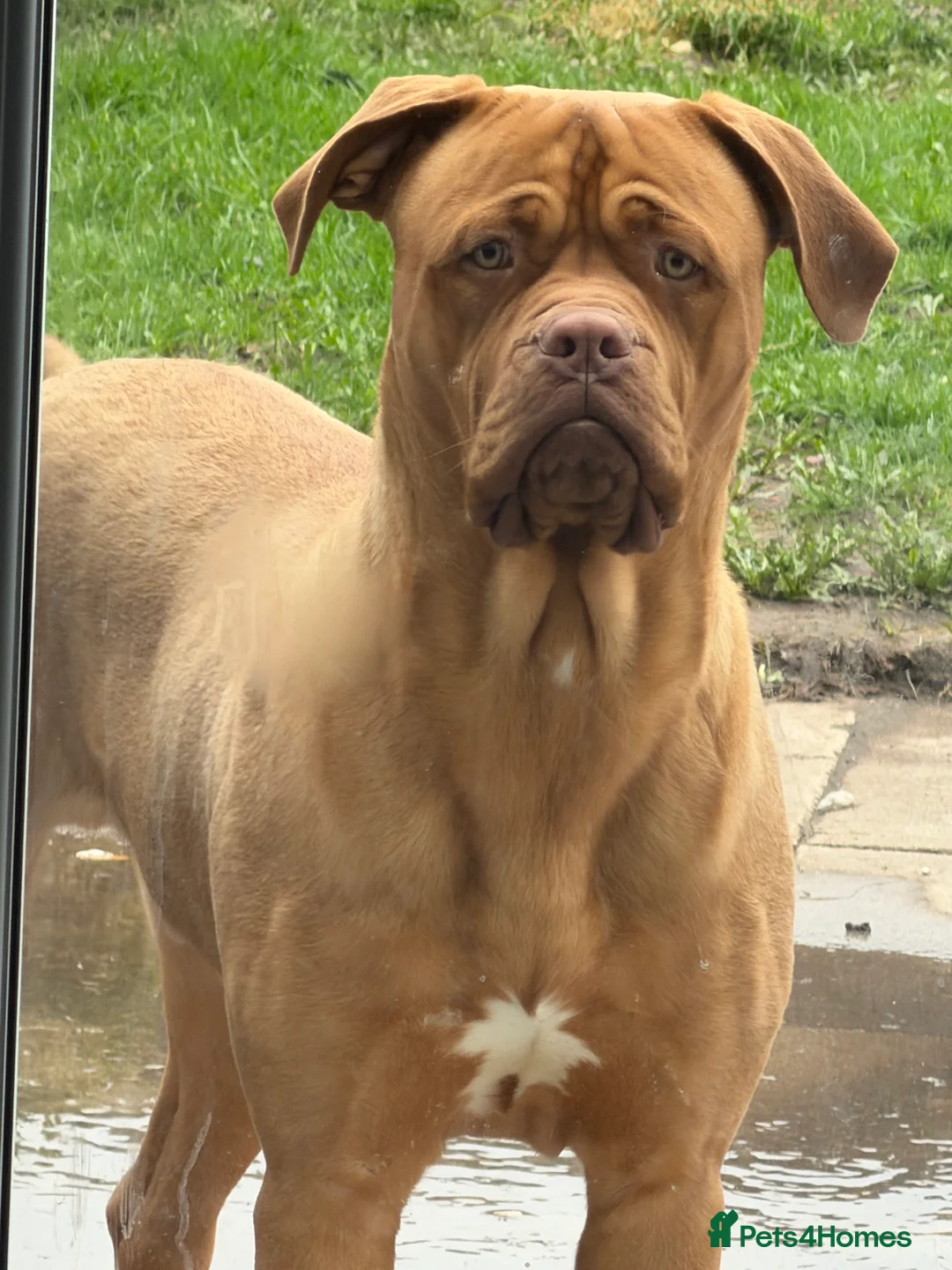 Dogue De Bordeaux dogs for sale: Charlie 8 month old  - Advert 1