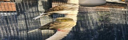 Mixed Breed birds for sale: Outdoor Aviary Birds - Finches & Canaries - Advert 9